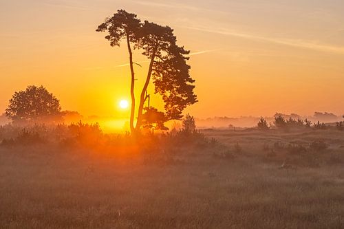 Zonsopkomst in nationaal park De Hoge Veluwe in Nederland