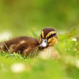 jong eendje liggend in het gras van Petra Kilwinger