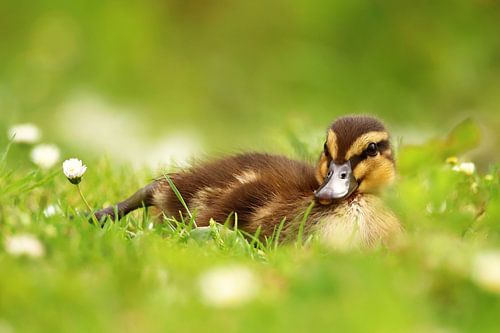 young duckling lying in the grass