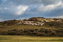Schapen in de Katwijkse duinen by MICHEL WETTSTEIN