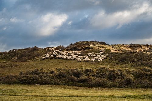 Schapen in de Katwijkse duinen