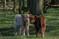 Schotse Hooglanders: Duo Penotti