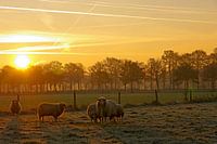 Kudde schapen voor de opkomende zon