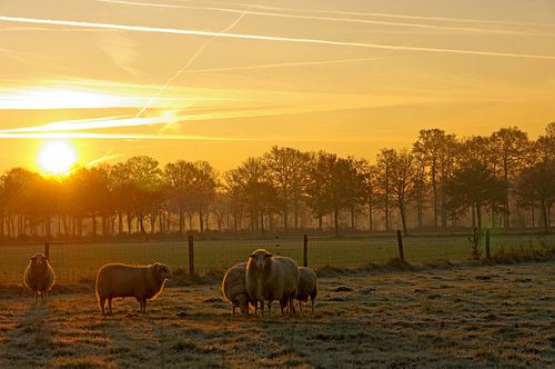 Kudde schapen voor de opkomende zon