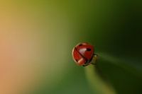 Coccinelle
