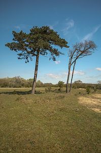 Kennemerduinen, Nord-Holland