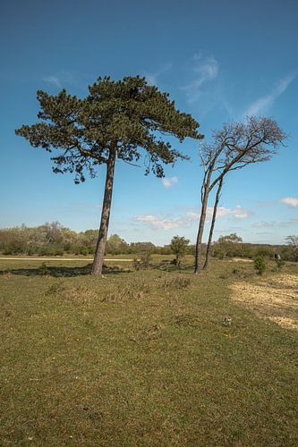 Kennemerduinen, Noord-Holland