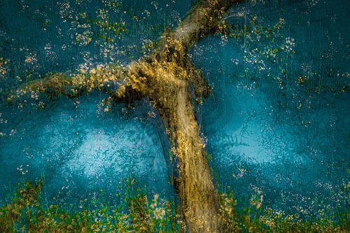 The apple tree by jowan iven