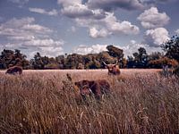„Majestätische Ruhe – Hochlandrinder in ihrer natürlichen Pracht“?