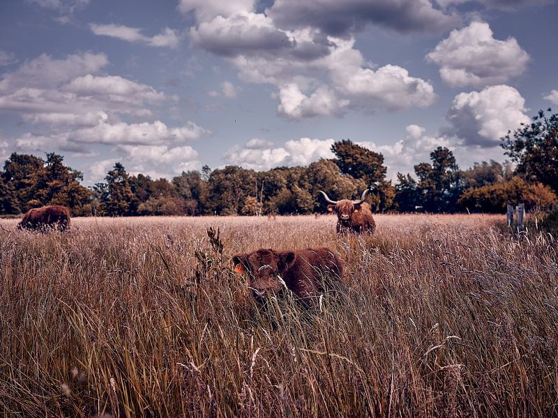 "Majestic tranquillity - Highland cattle in their natural splendour"? by Momentaufnahme | Marius Ahlers