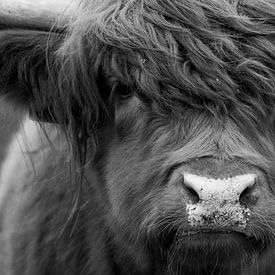 Portretfoto Schotse Hooglander zwart/wit van Dennis Bresser