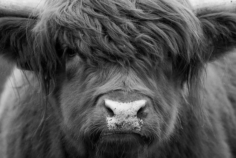 Portretfoto Schotse Hooglander zwart/wit van Dennis Bresser
