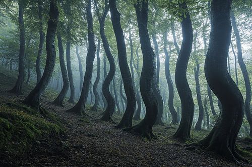 prachtig licht in het mystieke bos