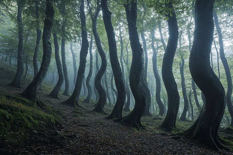 belle lumière dans la forêt mystique par Egon Zitter