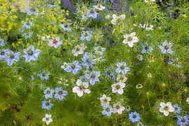 love-in-a-mist flowers