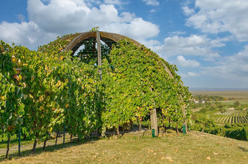 Wine arbour of Oggau on Lake Neusiedl by Peter Eckert