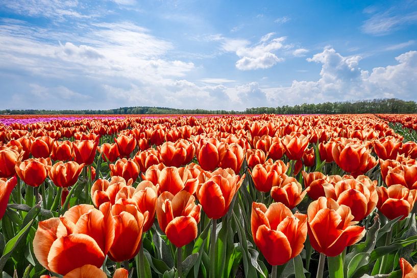 Tulpenveld in Drenthe.  von Rens Zwanenburg