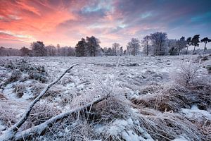 Dwingelderveld-Nationalpark in Drenthe im Winter mit Schnee und einem schönen abendlichen roten Himm