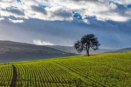 der Baum van Heinz Grates