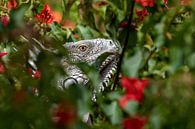 Iguanas among red flowers. by Dennis en Mariska thumbnail