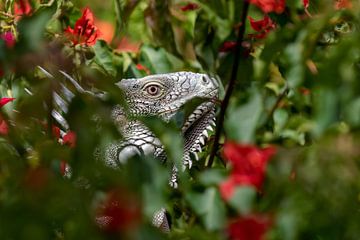 Iguanas among red flowers. by Dennis en Mariska