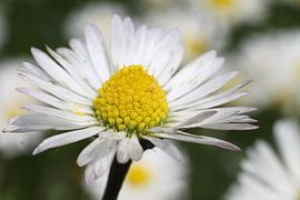 Gänseblume von Markus Wegner