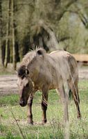 koniks paard in de millingerwaard