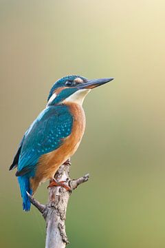 De ijsvogel