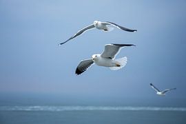 Les mouettes qui volent avec nous sur Eva Bos