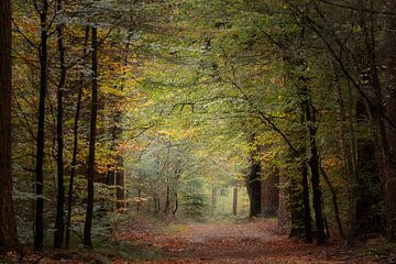 Herbst im Speulder Wald von Mireille Breen