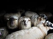 Sheep (colour) van Lex Schulte thumbnail