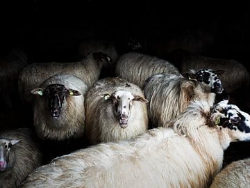 Sheep (colour) by Lex Schulte