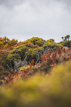 Natural Splendour of Mount Wellington by Ken Tempelers