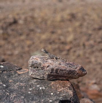 Hagedis op de hete steen in Namibië, Afrika van Patrick Groß