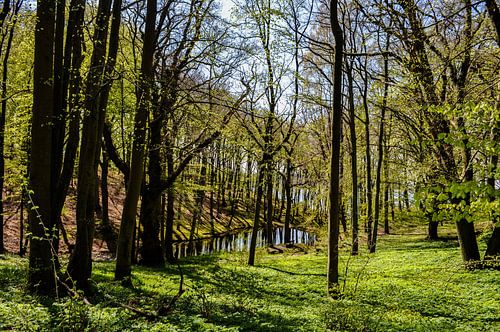 Lente op de hoge oever bij Lietzow