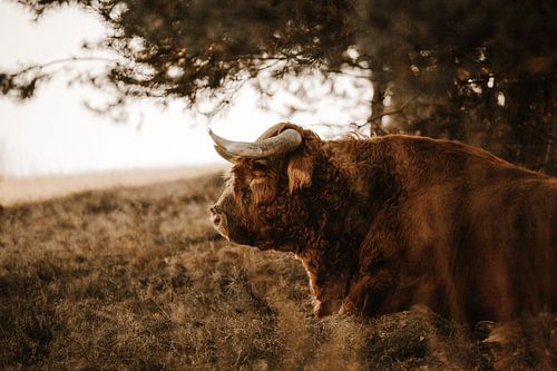 Schotse Hooglander op de Veluwe
