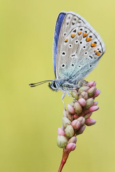 Ikarusblau von Rick Willemsen