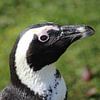 Zwartvoetpinguïn hoofd sur michael meijer