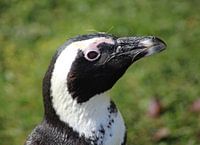 Zwartvoetpinguïn hoofd