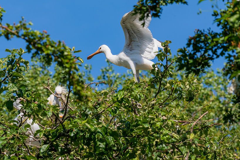 Young Spooner by Merijn Loch