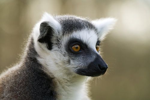 Mon meilleur côté ....