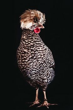 Holländisches Kammhuhn Boa