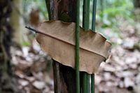 A leaf caught between the aerial roots of a tree.