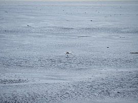 Spoonbill landing on Terschelling by Atelier Liesjes