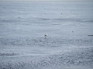 Löfflerlandung auf Terschelling