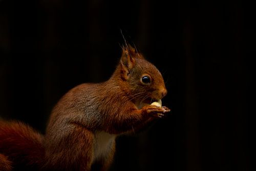 Eichhörnchen mit Erdnuss von Berdien van Drogen