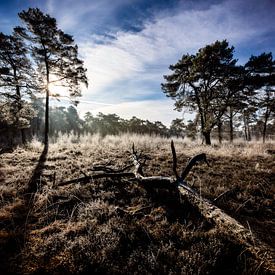 Roden Mensingebos, une lande par un matin d'hiver sur Arjan Boer