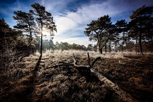 Roden Mensingebos, heideveld op een winterochtend