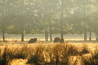 Schotse Hooglanders in de mist