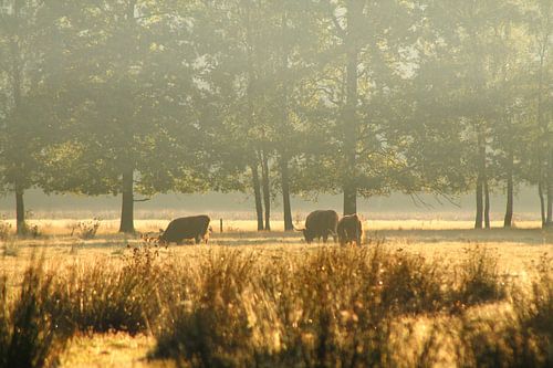Schottische Highlander im Nebel